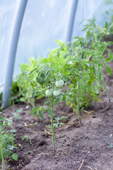 Bushes of unripe tomatoes growing in a greenhouse. Organic vegetables. Natural food ingredients on...