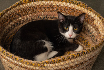Tuxedo cat staring from inside a decorative basket