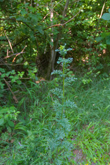 A vibrant green plant with delicate yellow flower buds and textured leaves reaches towards the light, symbolizing natural growth and freshness.