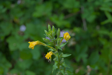 Vibrant yellow evening primrose flowers bloom in a natural setting, showcasing delicate beauty and...