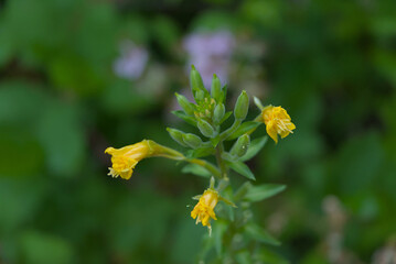 Vibrant yellow evening primrose flowers bloom in a natural setting, showcasing delicate beauty and...