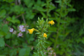 Vibrant yellow evening primrose flowers bloom in a natural setting, showcasing delicate beauty and...