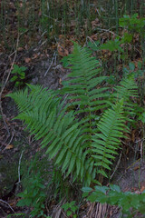 Lush green ferns thrive on a forest floor, capturing the serene and untouched beauty of natural woodland undergrowth.