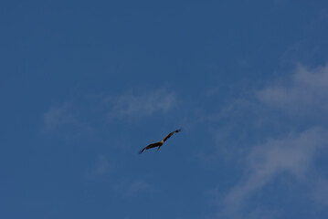 A magnificent bird of prey soars gracefully against a clear blue sky, embodying freedom and natural...