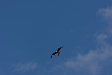A magnificent bird of prey soars gracefully against a clear blue sky, embodying freedom and natural...