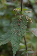 Obraz premium Close-up of a common stinging nettle plant, showcasing its distinctive leaves and small flowers amidst a natural, green backdrop.