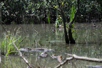 Bird perched on a branch near still water surrounded by lush vegetation in a tranquil natural setting