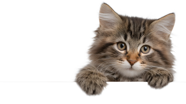 Cute Fluffy Kitten Peeking Over Blank Sign