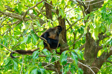 Spider monkey ( Ateles geoffroyi), perched on a tree branch in the lush canopy of the Costa Rican rainforest
