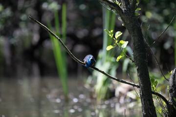 Bird perched on a branch near still water surrounded by lush vegetation in a tranquil natural setting