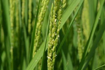 白く小さい イネの花