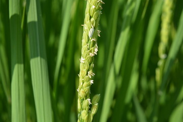 白く小さい イネの花