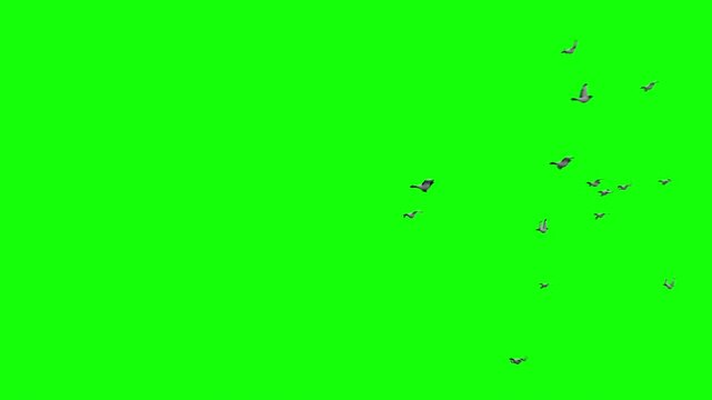 Flock of Pigeons Doves flying green screen animation with alpha channel