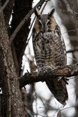 A long-eared owl perches on a branch while roosting in the woods on a dreary winter day. 