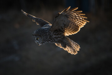 Evening light catches the wings of a hunting great gray owl.