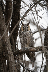A long-eared owl peers through a tangle of bare branches, blending into the overcast forest on a cloudy day.