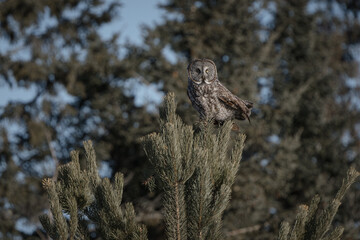A great gray owl perches atop a pine tree with blue sky in the background.