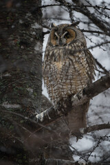 A long-eared owl remains nearly hidden among snow-dusted branches, its tufts raised and eyes alert.