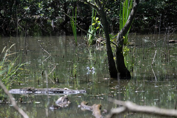 Bird perched on a branch near still water surrounded by lush vegetation in a tranquil natural setting