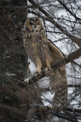 A long-eared owl stretches its wing.