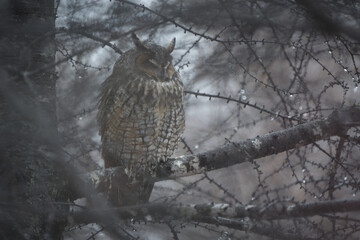 A long-eared owl roosts deep in the branches of a tree on a wintry day.