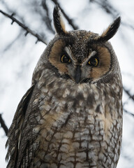 A portrait of a long-eared owl with its eyes open. 