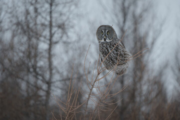 A great gray owl perched on top of a skinny pine tree at dusk on a cold, winter evening. 