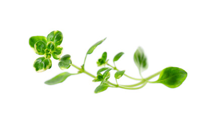 Fresh thyme sprig isolated on white background. Lemon thyme or Thymus citriodorus. Medicinal and...