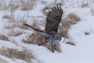 A great gray owl takes flight after diving into the snow in an attempt to catch a meal. 