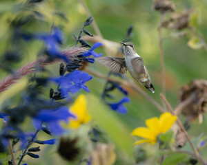 A ruby-throated hummingbird flies among some purple and yellow flowers.