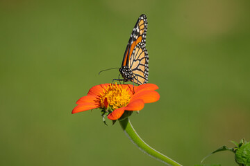 A monarch butterfly rests on a zinnia flower on a beautiful summer day.