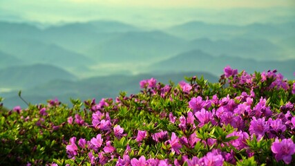 Beautifully blooming Hwangmaesan Mountain scenery