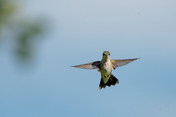 A ruby-throated hummingbird hovers mid-flight with a blue sky in the background.