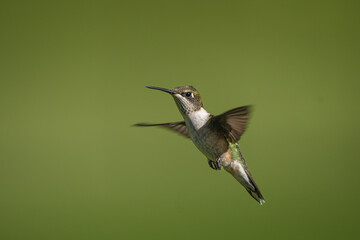 A hummingbird hovers mid-air as it approaches some flowers.