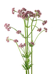 Valerian flowers isolated on white background. Valeriana officinalis. Medicinal herbs.
