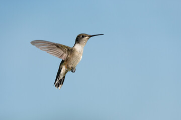 A hummingbird flaps its wings as it hovers in the air with a blue sky background.