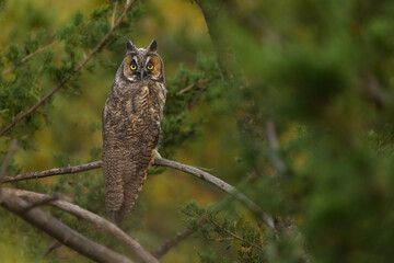 A juvenile long-eared owl perched among the trees at sunset.