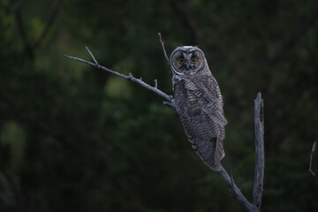 A juvenile owl perches on a branch at dusk.