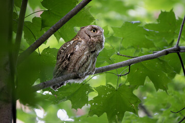 An eastern screech owl sits alert on a branch, perfectly camouflaged among spring leaves.