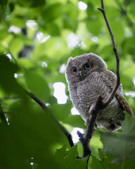 A young screech owl peers out from the bright green canopy, its wide eyes full of curiosity.