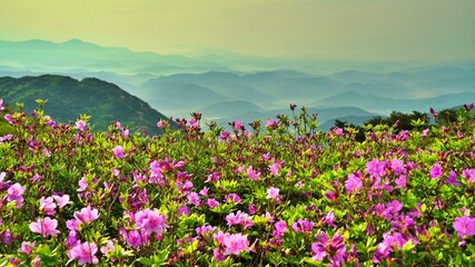 Obraz premium Beautifully blooming Hwangmaesan scenery