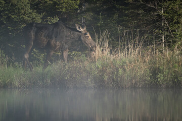 A bull moose walks along the shoreline at sunrise on a spring morning.