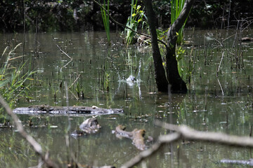 Bird perched on a branch near still water surrounded by lush vegetation in a tranquil natural setting