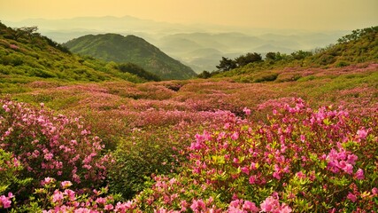 Obraz premium Beautifully blooming Hwangmaesan scenery