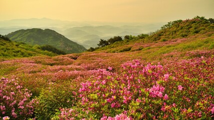 Obraz premium Beautifully blooming Hwangmaesan scenery