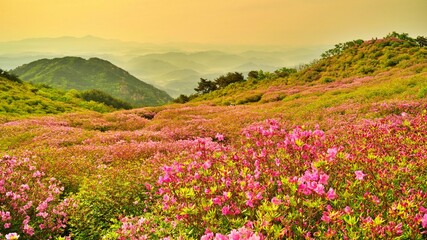 Beautifully blooming Hwangmaesan scenery