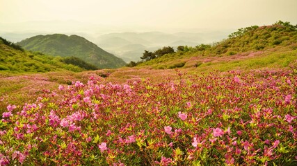 Fototapeta premium Beautifully blooming Hwangmaesan scenery