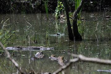 Bird perched on a branch near still water surrounded by lush vegetation in a tranquil natural setting