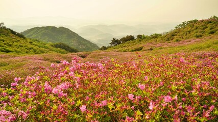 Beautifully blooming Hwangmaesan scenery