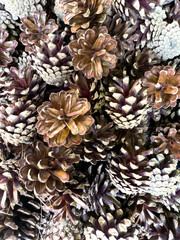 pine cones background vertical design 